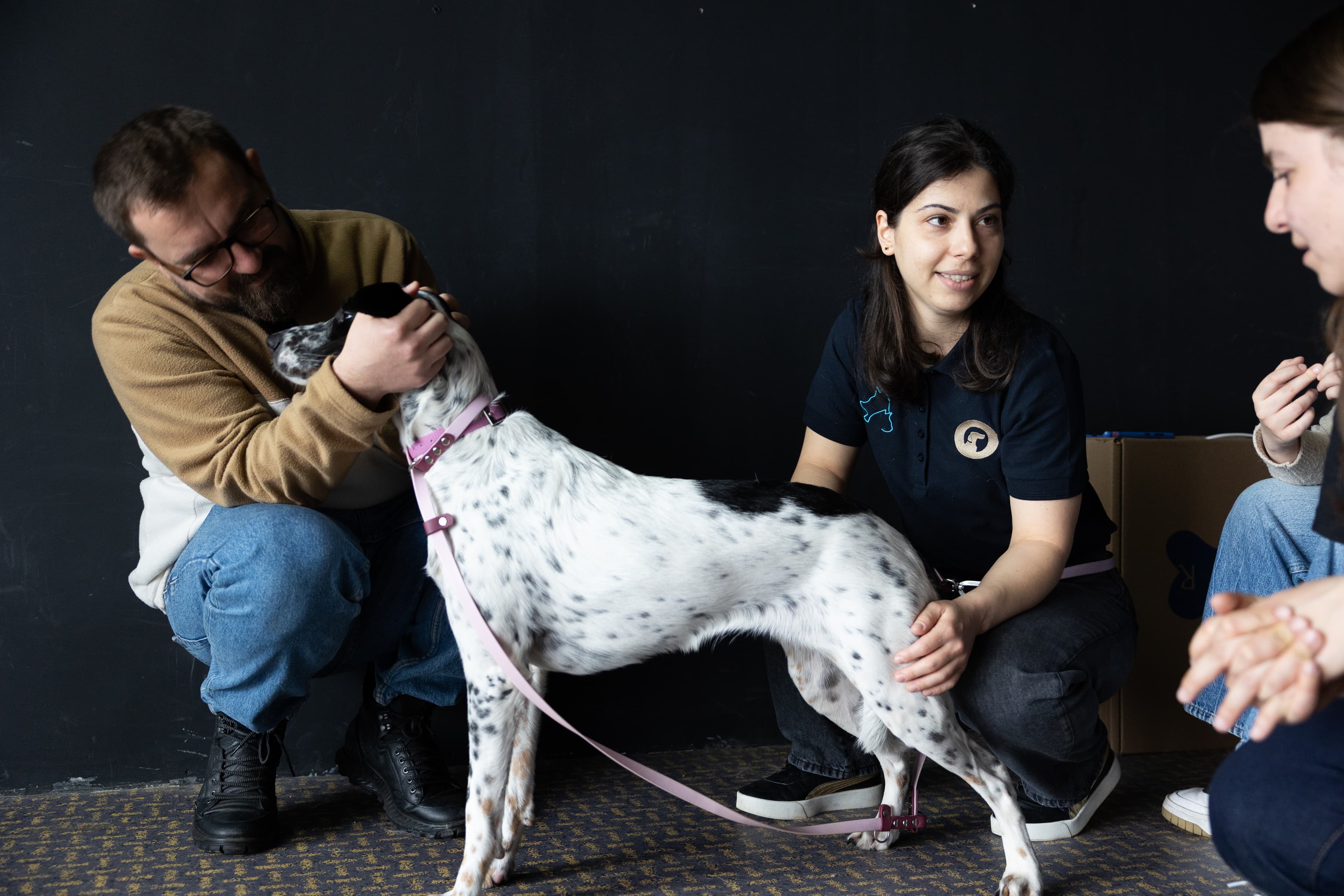 Consult chirurgical veterinar RadiusVet