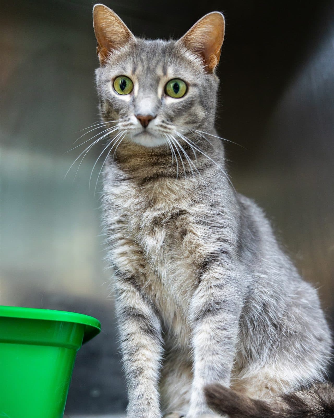 Smokey, fotografie 1 din 3